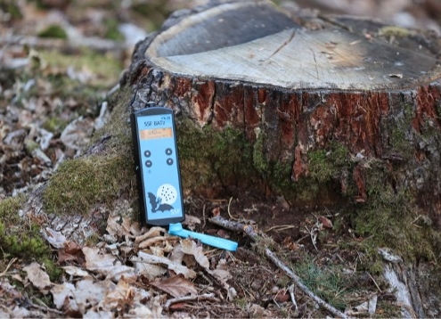 Ein Smartphone lehnt an einem Baumstumpf im Wald, die Fledermausdetektorapp ist geöffnet.