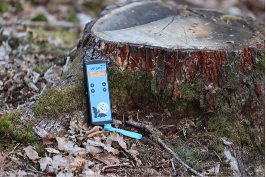 Kalbacho-foto_Fledermausdetektor Ein Smartphone lehnt an einem Baumstumpf im Wald, die Fledermausdetektorapp ist geöffnet.