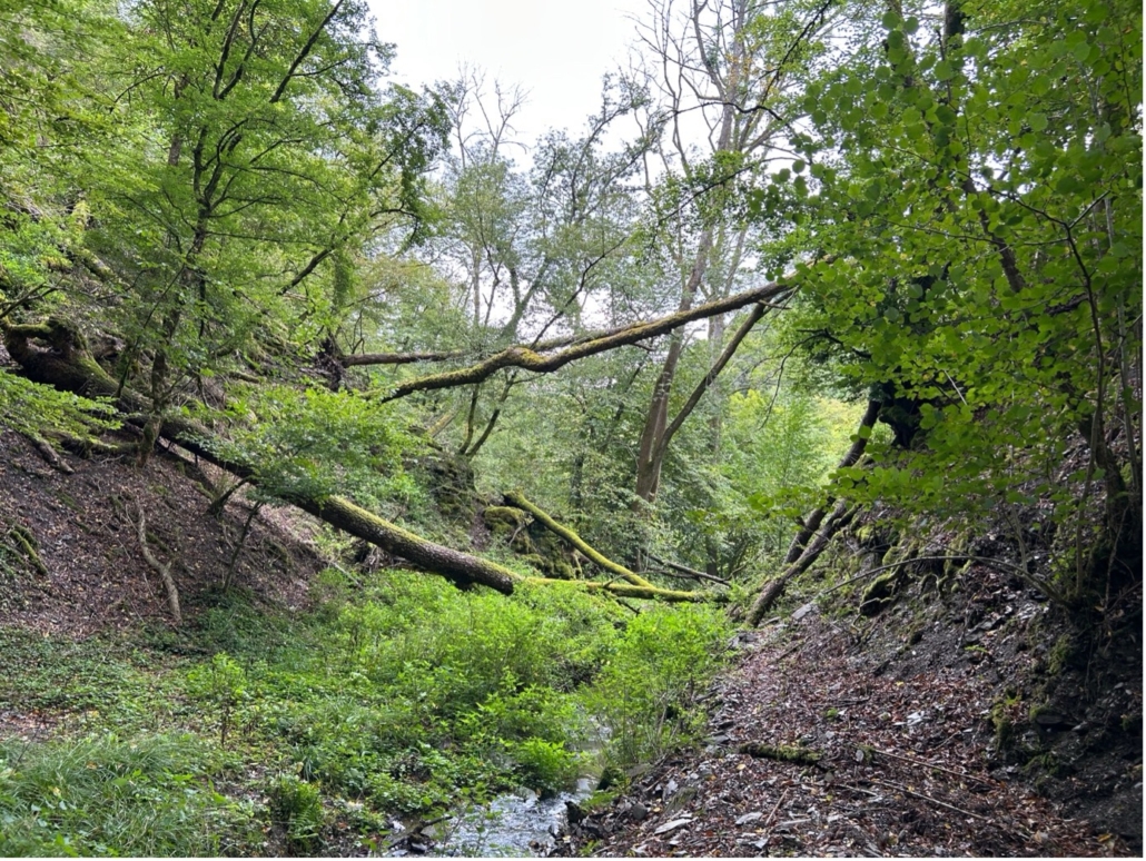 Wispertaunus Wald_BD