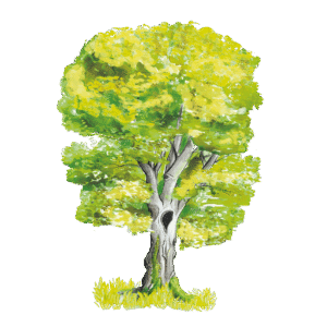beech (1)